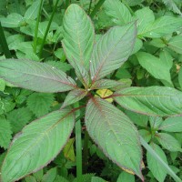 Himalayan Balsam